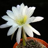 Echinopsis sp Lau 400, Entre Rios, Bolivia JLcoll.1439.JPG